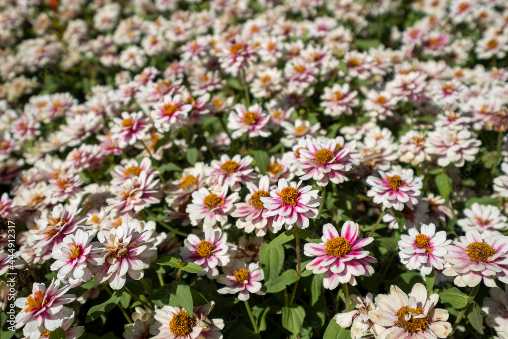 Obraz premium flower field
