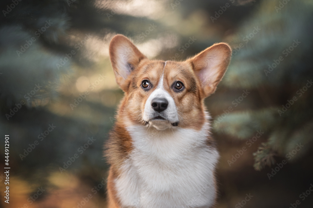 Classic portrait of a surprised welsh corgi pembroke among fir branches against the backdrop of a sunset sun