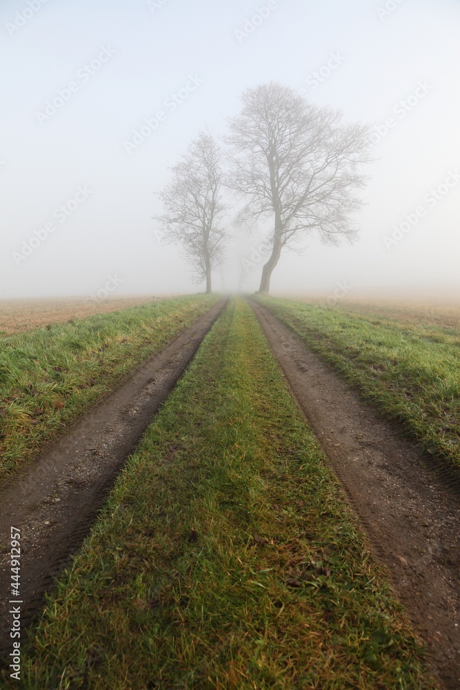 Fototapeta premium Misty landscape and atmosphere in Denmark