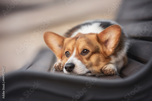 Quadro em tela A pensive welsh corgi pembroke lying on a black wooden bench with his head resti