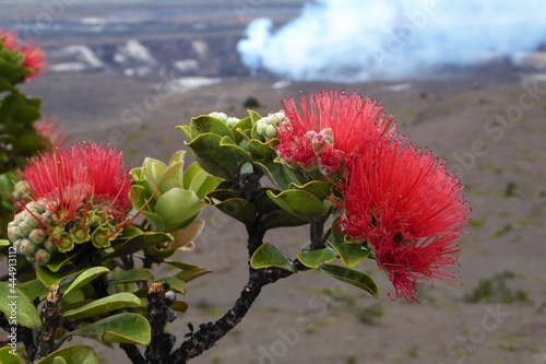 Branch of Flowering Ohia Lehua Tree at Kilauea Crater, Island of Hawaii