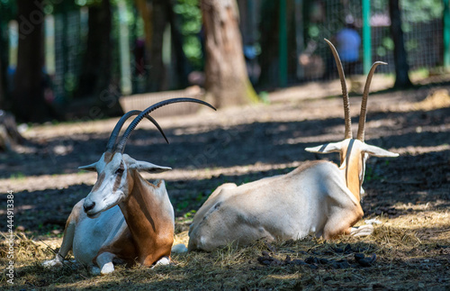 Oryx dammah antelope standing on the ground in the shade photo