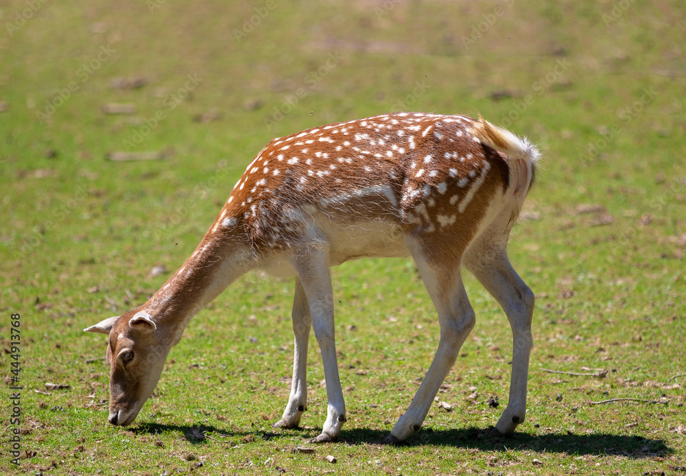 a Odocoileus virginianus deer on the field a Odocoileus virginianus deer on the field