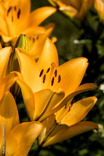yellow lily flower beautiful closeup