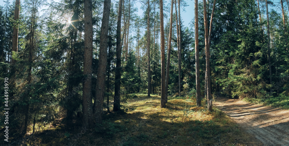 Obraz premium morning in the woods