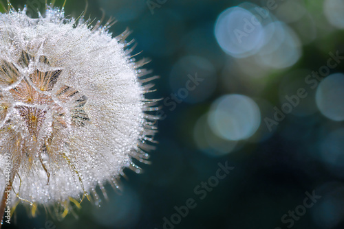 Beautiful shiny dew water drop on dandelion seed in nature macro. Soft selective focus, sparkling bokeh. Dark blue green background.