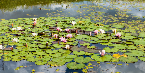 White and reddish flowering water lilies in a pond
