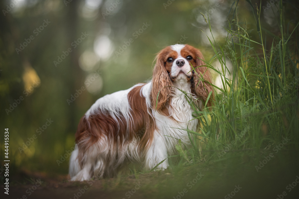 Cute Cavalier King Charles spaniel standing in a green thicket against the background of a summer sunset forest and looking directly at the camera