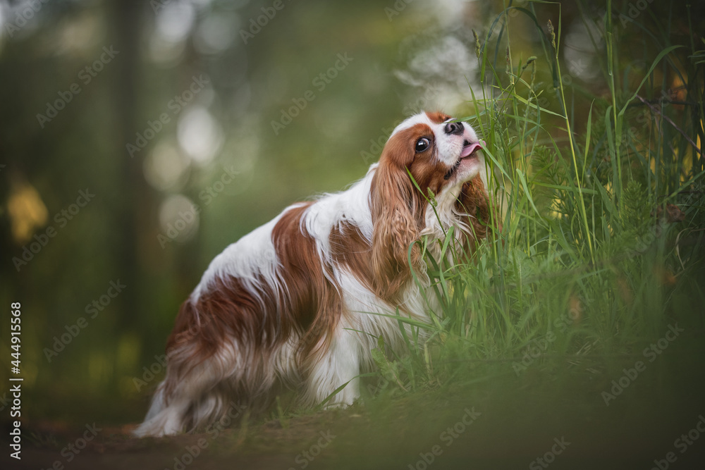 Cute Cavalier King Charles spaniel standing in a green thicket against the background of a summer sunset forest and playfully biting a blade of grass