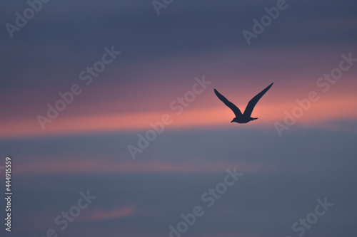 seagull in flight © Benjamin Nickel