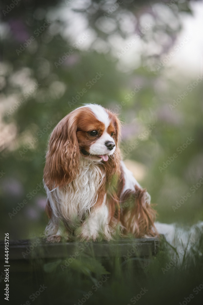 Cute Cavalier King Charles Spaniel with his tongue hanging out sitting in a thicket of grass and looking away