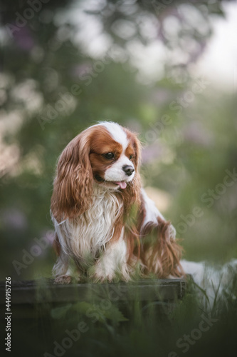 Cute Cavalier King Charles Spaniel with his tongue hanging out sitting in a thicket of grass and looking away © honey_paws