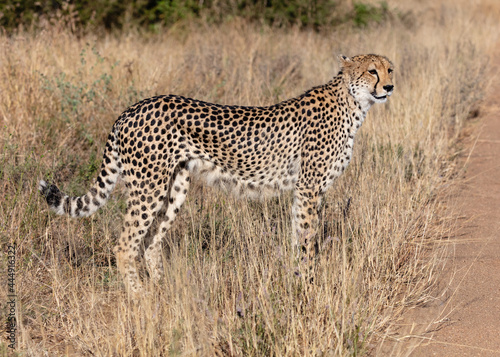 Portrait of a cheetah walking in long grass