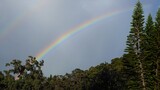 Rainbow and Captain Cook's Pines, Island of Hawaii