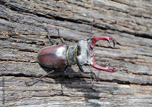 Male stag beetle with long and sharp jaws in wild forest sitting on the trunk of an oak tree photo