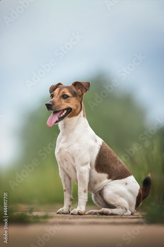 Funny jack russell terrier with his tongue hanging out sitting on a wooden walkway against a blue sky and green trees