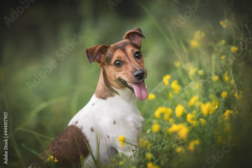 Funny jack russell terrier with his tongue hanging out sitting among small yellow flowers