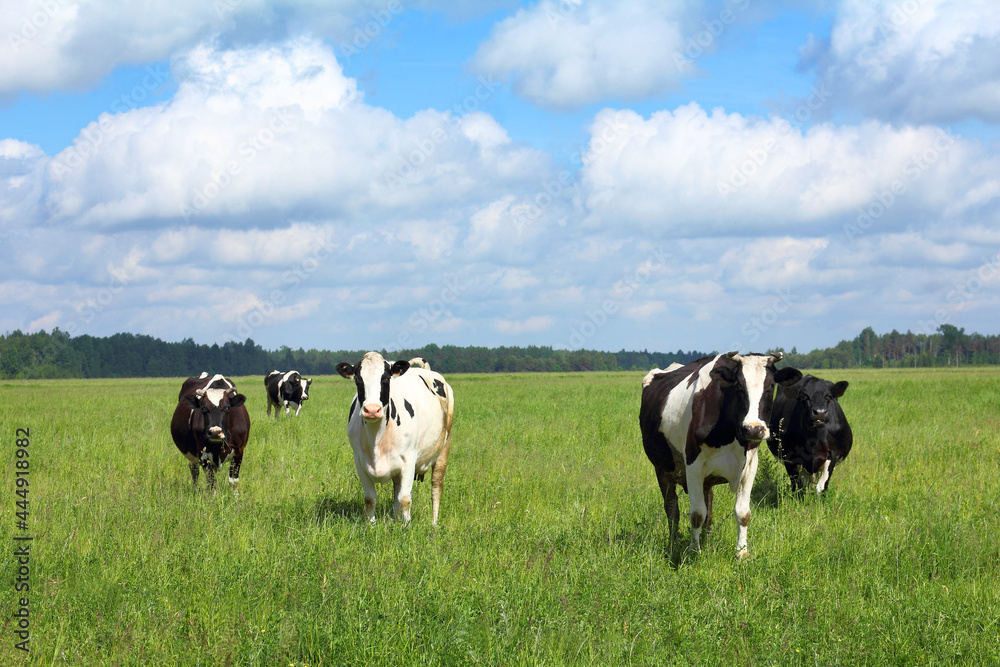 five black and white cows on a green meadow against a background of forest and cloudy sky. large summer pasture