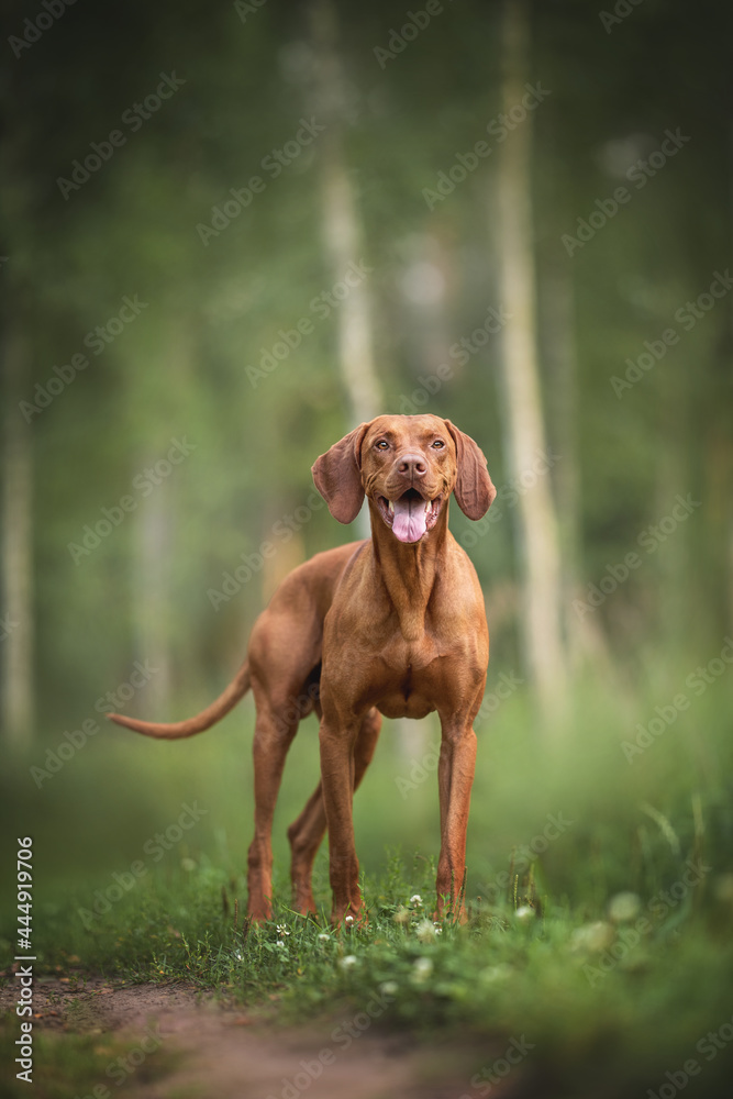 Smiling hungarian vizsla standing on a path against the background of a birch grove Smiling hungarian vizsla standing on a path against the background of a birch grove