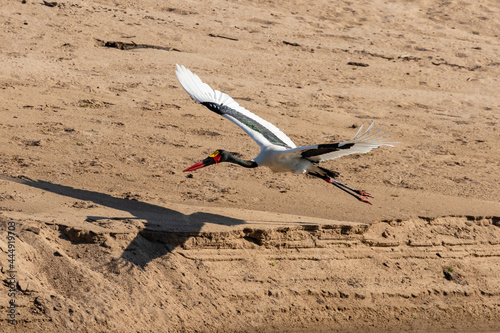 Saddlebilled stork in flight over sand with shadow on the ground photo