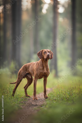 Hungarian vizsla standing on a path against the background of a pine forest