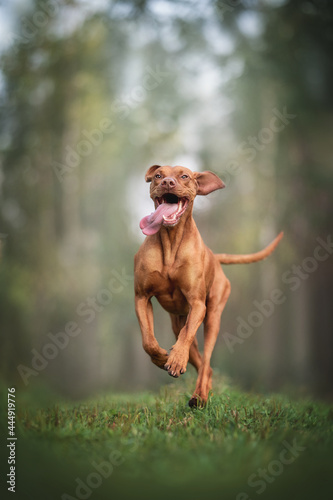 Hungarian vizsla with a waving tongue running along the path against the background of the forest