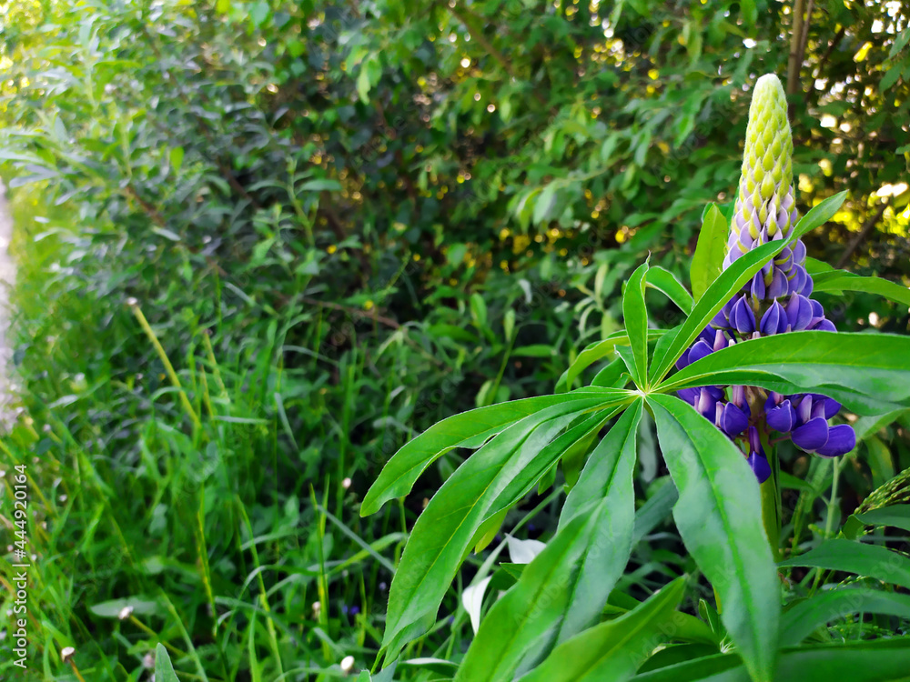 Fototapeta premium Lupin spreads flowers. Lupin is blue. Colorful bouquet of lupins against the background of summer flowers. Blossoming flowers. Lupin field with pink-purple and blue flowers, green grass. Blue Sky