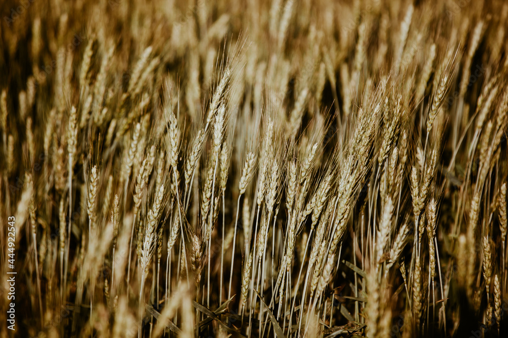 Fototapeta premium summer green wheat field, background of ears