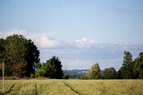 summer green wheat field on a sunny day, a road in a field, a background of ears