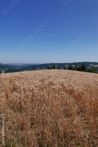 top hill barley crop