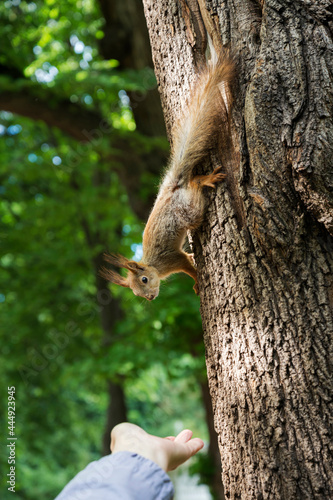 Cute squirrel goes down the tree trunk to the outstretched human palm with treat