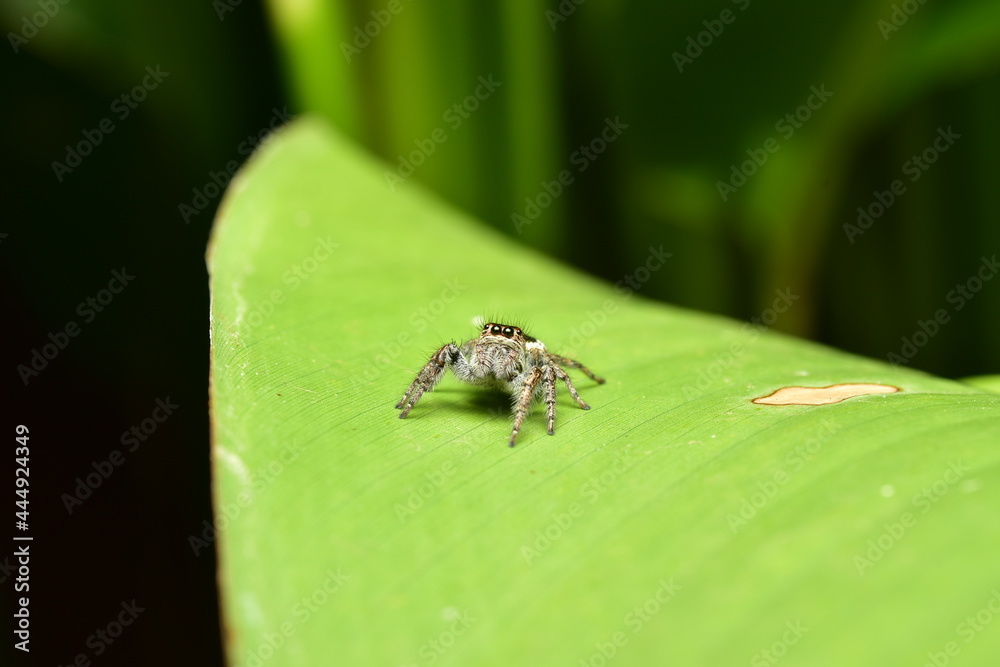 Salticidae or Jumping spiders it is a small spider that is common. Salticidae or Jumping spiders it is a small spider that is common.