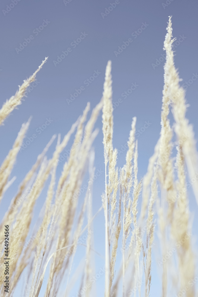 Fototapeta premium Soft dry branches of beige reeds against a clear blue sky.Beautiful natural background in neutral pastel colors and shades.Rustic style.Minimal, stylish, trending concept for bloggers. selective focus