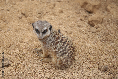 Suricata, animale seduto sul terreno che osserva
