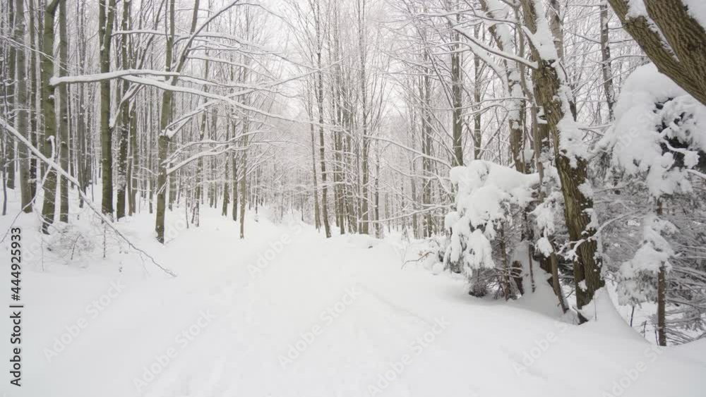 A track through a snow-covered forest in winter A track through a snow-covered forest in winter