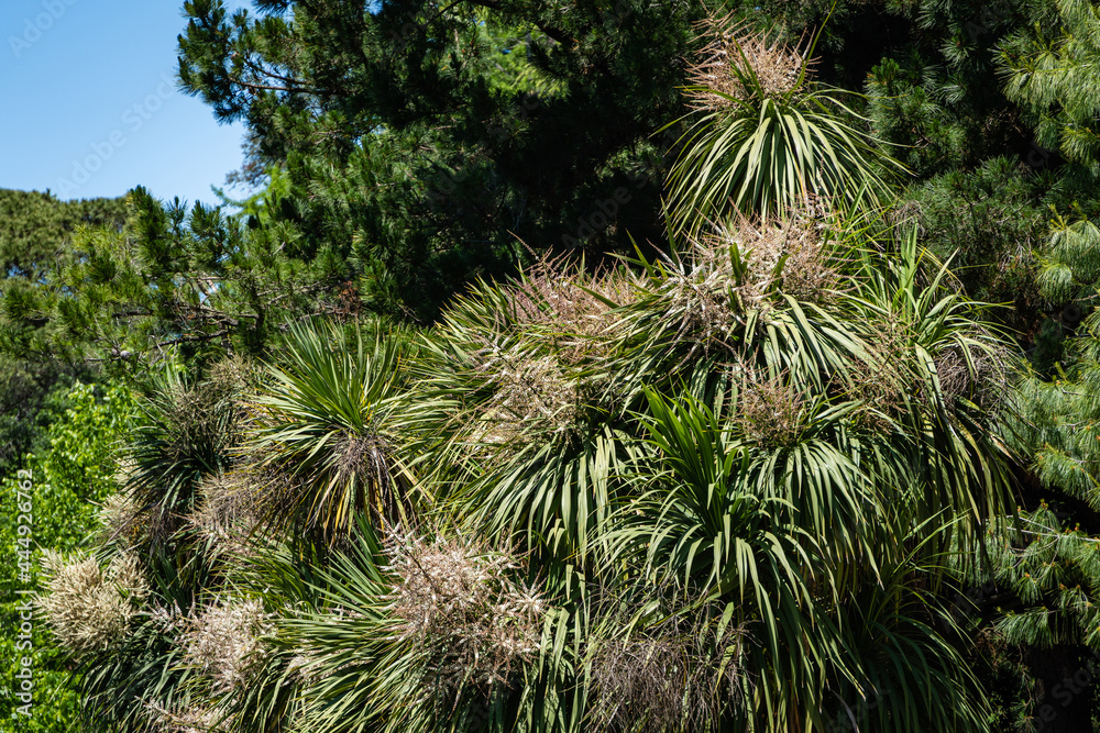 Blooming Cordyline australis, commonly known as cabbage tree or cabbage-palm against backdrop of evergreens. White inflorescences of Cordyline australis palm in Adler arboretum Blooming Cordyline australis, commonly known as cabbage tree or cabbage-palm against backdrop of evergreens. White inflorescences of Cordyline australis palm in Adler arboretum