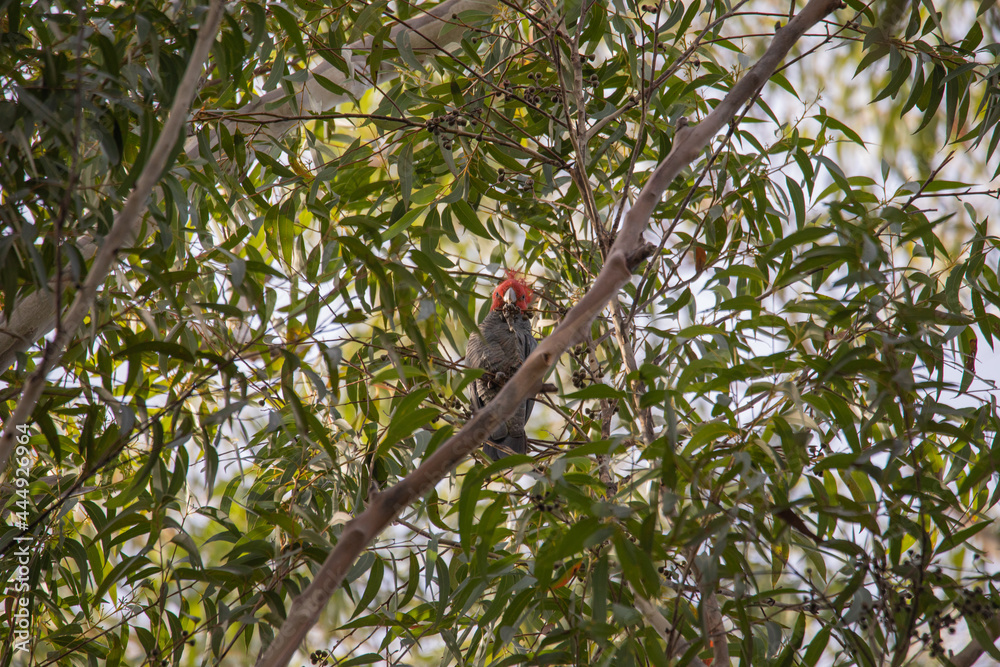 Gang Gang Cockatoo eating in a tree. Gang Gang Cockatoo eating in a tree.