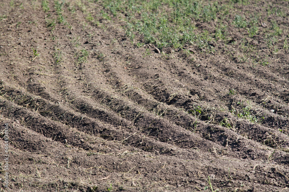 Furrows on dry ground through which green grass breaks through Furrows on dry ground through which green grass breaks through