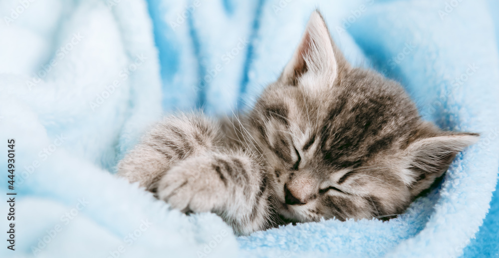 Cute Tabby kitten closed his eyes and doze nap relax. Cat kid pet. Small Tabby gray mammal animal kitten on color blue plaid background. Fluffy Cat with mustache. Long web banner