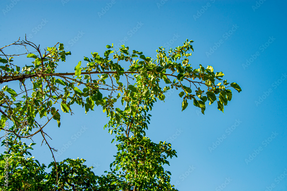 Фруктовая ветка