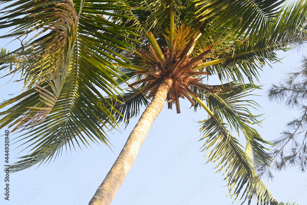 Coconut tree with coconuts, bottom view, diagonal