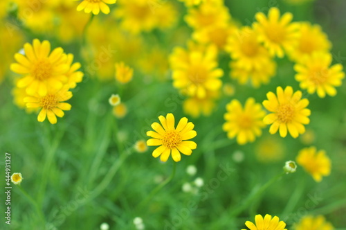 Yellow daisies growing and blooming in natural light, blurred background. Selective Focus