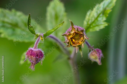 Geum rivale flower in forest, close up	