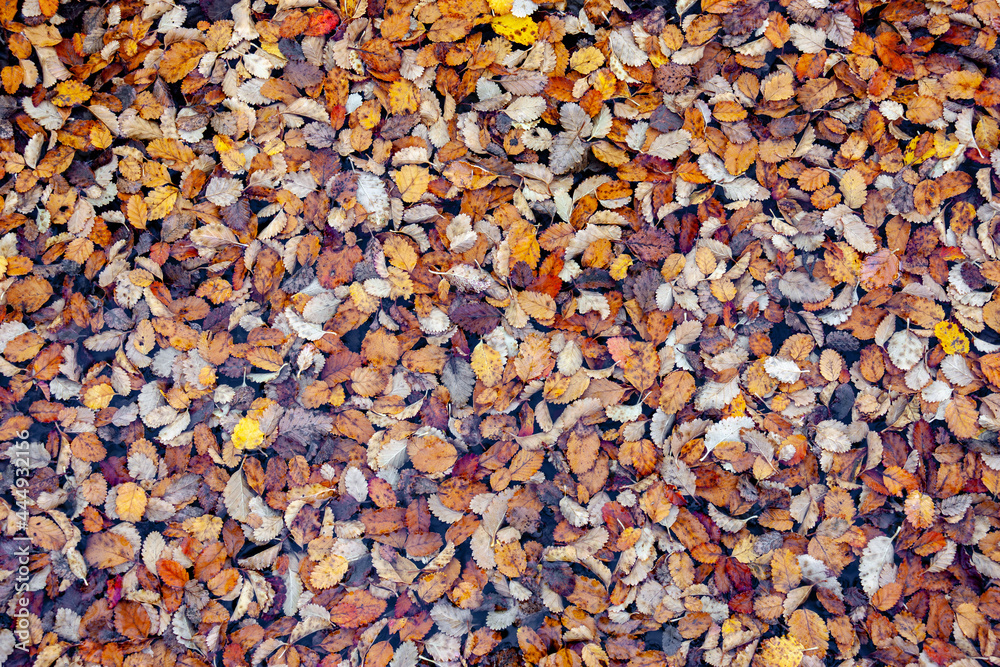 Autumn fall leaves from above abstract background nature pattern Autumn fall leaves from above abstract background nature pattern