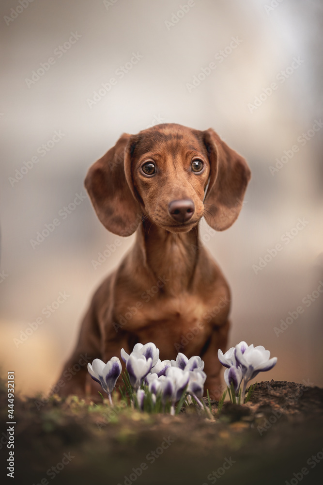A cute marble rabbit dachshund sitting near beautiful white-purple spring flowers on a light background A cute marble rabbit dachshund sitting near beautiful white-purple spring flowers on a light background