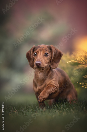 Funny marble rabbit dachshund carefully looking past the camera, raising his paw on a background of colorful spring landscape