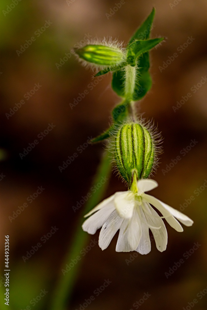 Silene latifolia growing in the forest, macro Silene latifolia growing in the forest, macro