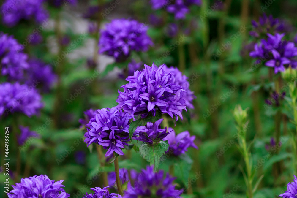 purple flowers in a field with blurred background on a sunny day