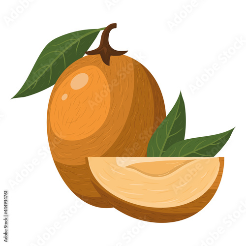 Fresh whole and cut slice sapodilla fruit isolated on white background. Summer fruits for healthy lifestyle. Organic fruit. Cartoon style. Vector illustration for any design. photo