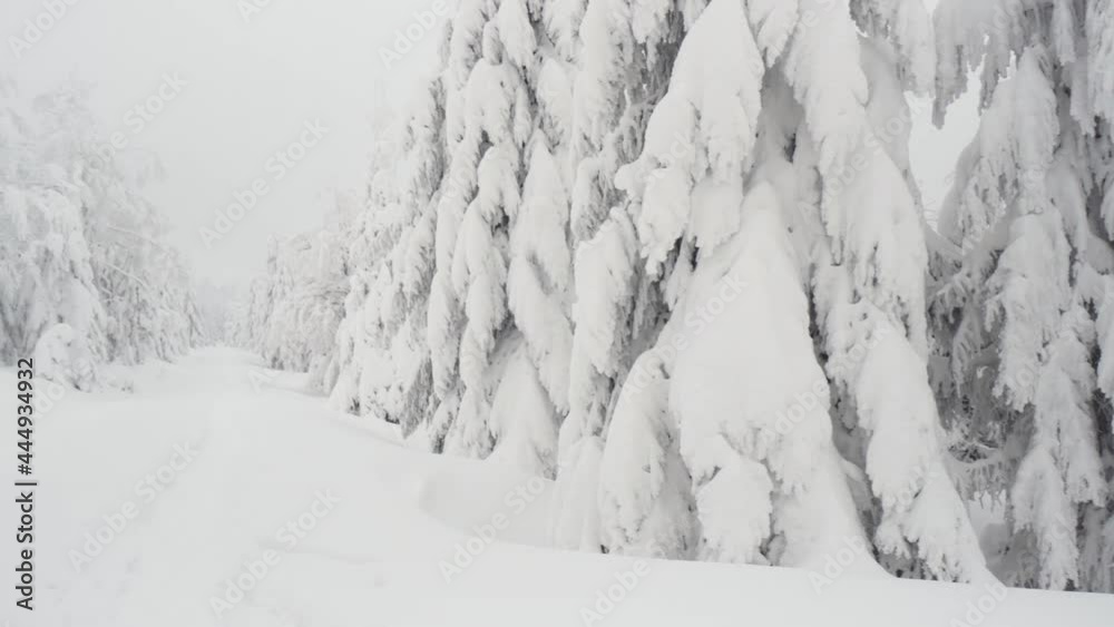 A track through a snow-covered forest in winter A track through a snow-covered forest in winter